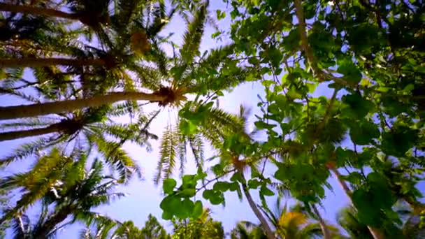 Palmiye Ağaçlarında Parlayan Güneş — Stok video