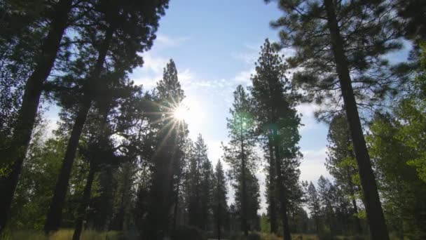 Lapso Tempo Olhando Para Cima Através Árvores Céu Oregon — Vídeo de Stock