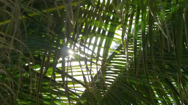 Tropisk Palm Med Sol Flare Spårning Skott — Stockvideo