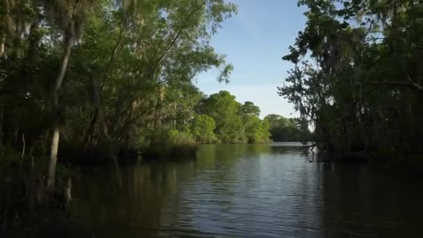Sotto Gli Alberi Bayou Vista Fogliame Airboat — Video Stock