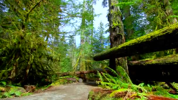 Vancouver Island Forest Tracking Shot — Video Stock