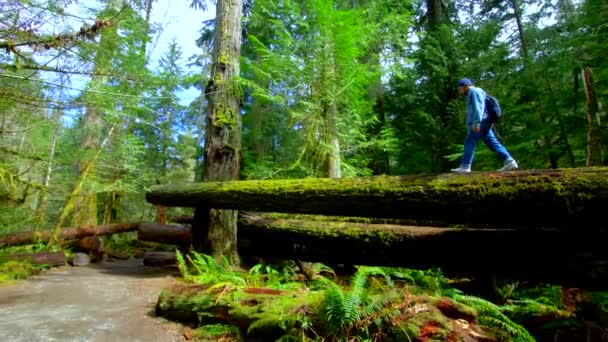 Isla Vancouver Seguimiento Forestal Tiro — Vídeo de stock