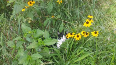 Çimlerde bir kedi, yazın çimlerde ilk yürüyüşü, avda bir kedi.