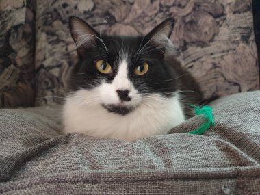 Yumuşak yatakta siyah beyaz kedi