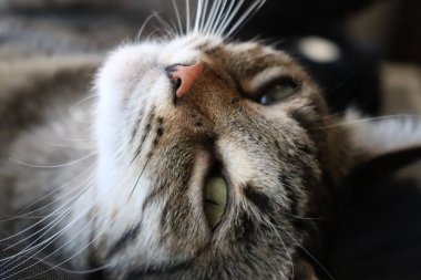 Tekir kedi pencerenin kenarında güneşe yakın duruyor.