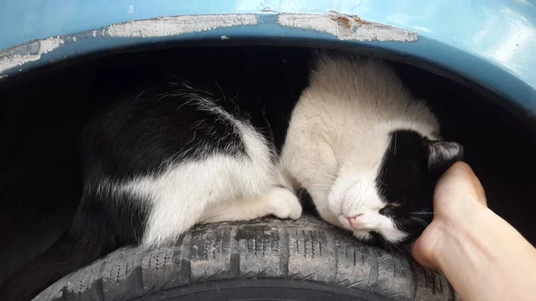 Acariciando Gato Peludo Blanco Negro Una Estaca Coche —  Fotos de Stock