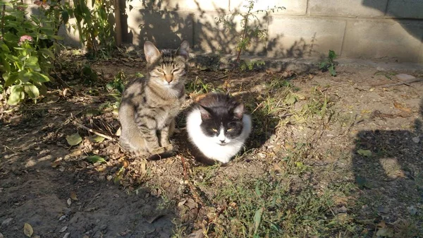 Dos Gatitos Esponjosos Rayas Blanco Negro Día Soleado —  Fotos de Stock