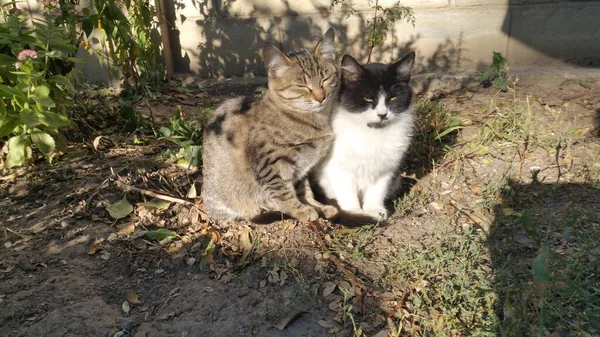 晴れた日には2匹のふわふわの子猫が縞模様と黒と白で — ストック写真