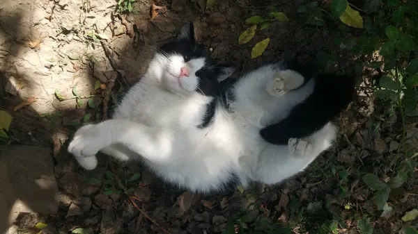 Preto Branco Gato Joga Chão Sol — Fotografia de Stock