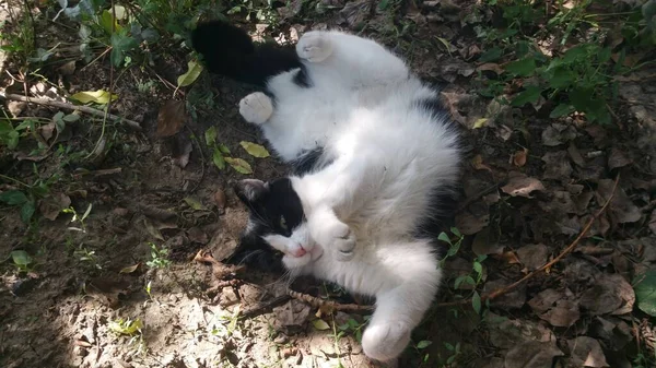 Preto Branco Gato Joga Chão Sol — Fotografia de Stock