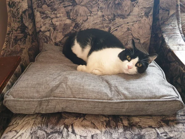 柔らかいベッドの上の黒と白の猫 — ストック写真