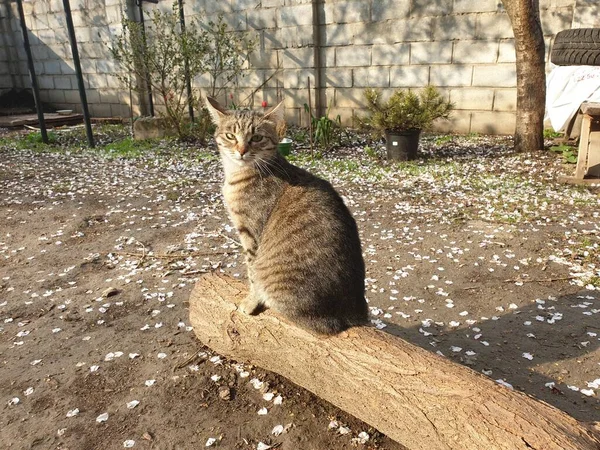 Домашний Тэбби Кот Бревне — стоковое фото