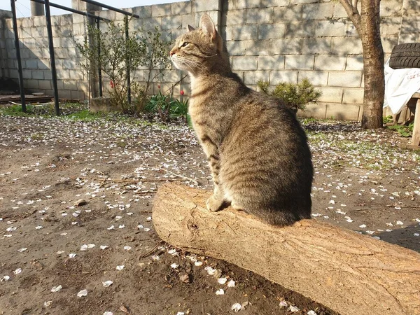 Hauskatze Gestromt Auf Einem Baumstamm — Stockfoto