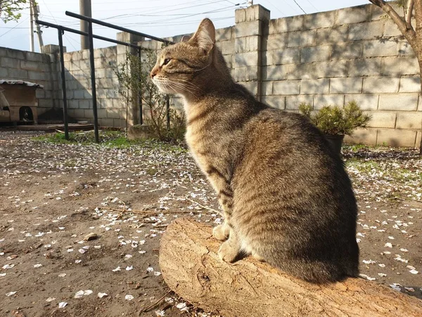 Домашний Тэбби Кот Бревне — стоковое фото