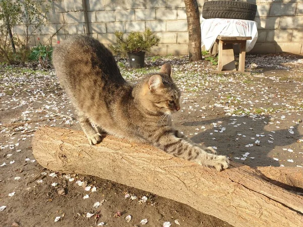 Hauskatze Gestromt Auf Einem Baumstamm — Stockfoto