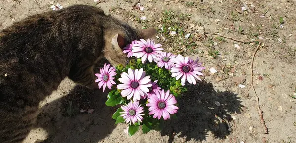 Gato Huele Las Flores Disfrute Del Comienzo Del Verano — Foto de Stock