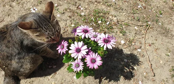 Katze Schnuppert Die Genussblumen Des Beginnenden Sommers — Stockfoto