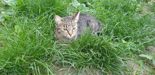 Eine Katze Gras Die Ersten Spaziergänge Sommer Gras Eine Katze — Stockfoto