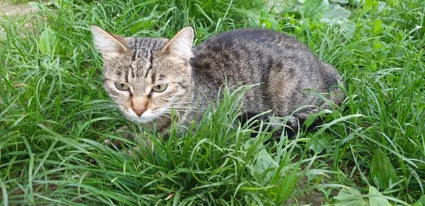 Eine Katze Gras Die Ersten Spaziergänge Sommer Gras Eine Katze — Stockfoto