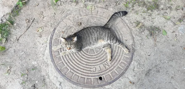Кошка Тэбби Люке Металла Сделанном Летом — стоковое фото