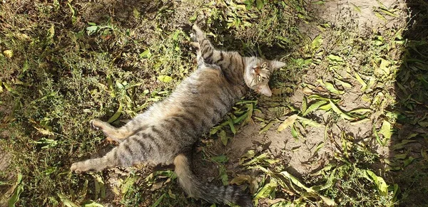 Çizgili Kedi Yerde — Stok fotoğraf