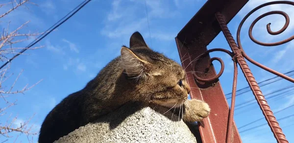 Hermoso Gato Rayado Una Cerca Piedra Día Verano —  Fotos de Stock