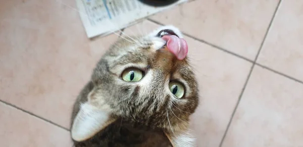 Gestreepte Mooie Kat Een Stenen Hek Een Zomerdag — Stockfoto