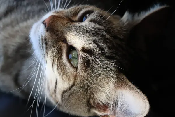 Tekir kedi pencerenin kenarında güneşe yakın duruyor.