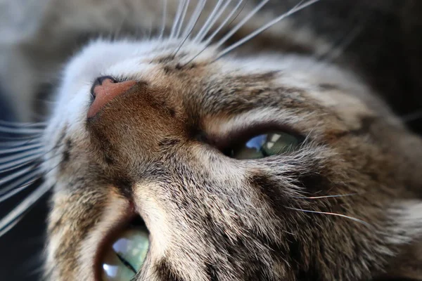 Tabby Gato Closeup Sol Pela Janela — Fotografia de Stock