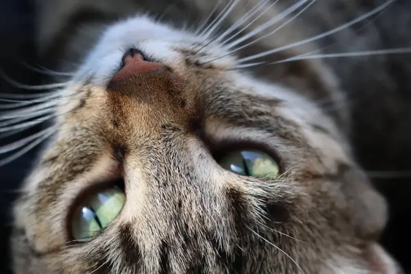 Tabby Cat Closeup Sun Window — Stock Photo, Image