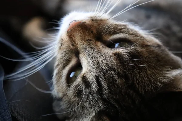 Tabby Kot Zbliżenie Słońcu Przez Okno — Zdjęcie stockowe