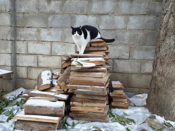 Gato Blanco Negro Sobre Una Pila Leña — Foto de Stock