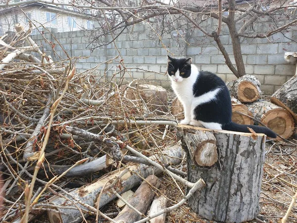 Gato Preto Branco Uma Pilha Com Lenha — Fotografia de Stock