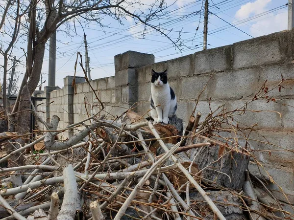 Черно Белая Кошка Куче Дров — стоковое фото