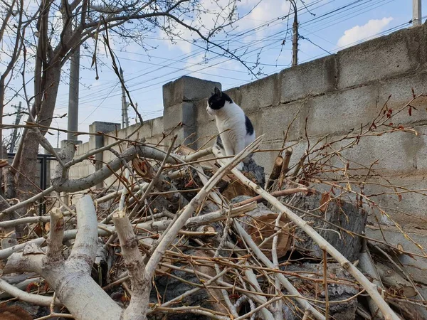 Yakacak odunları olan siyah beyaz bir kedi.