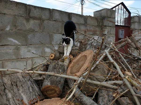 Yakacak odunları olan siyah beyaz bir kedi.