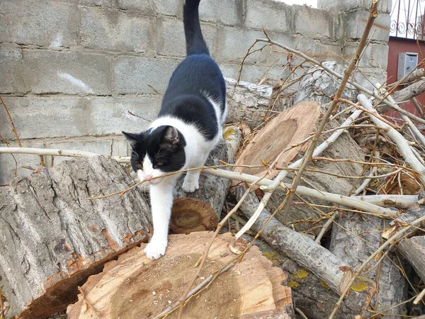 Yakacak odunları olan siyah beyaz bir kedi.
