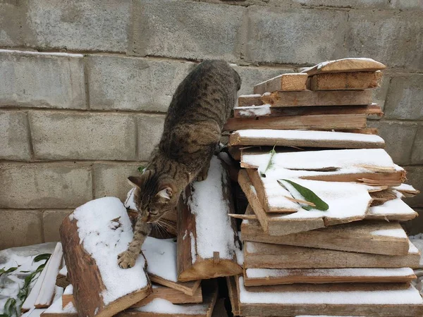 Gestreifte Katze Auf Einem Haufen Mit Brennholz — Stockfoto