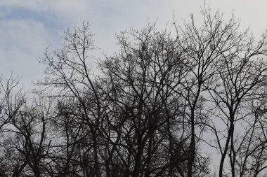 Kışın çıplak ağaçlar Gri kasvetli gökyüzüne karşı