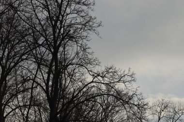 Kışın çıplak ağaçlar Gri kasvetli gökyüzüne karşı