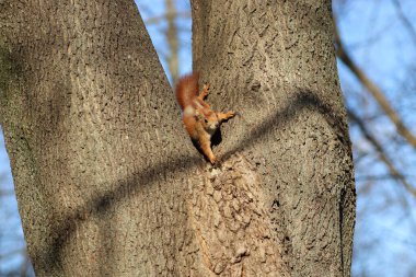 Ağaçtaki kırmızı sincap