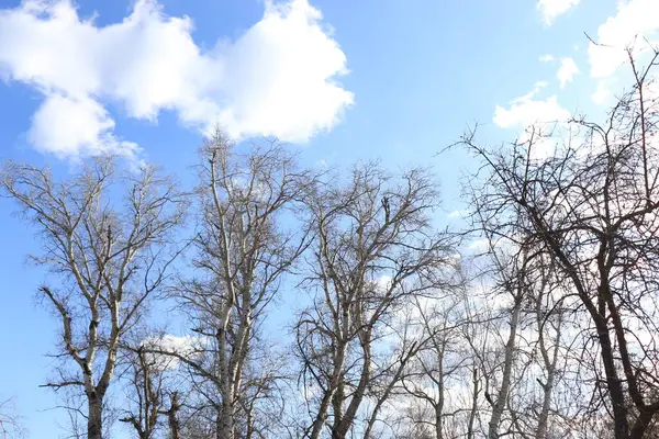 Alberi Invernali Uno Sfondo Cielo Blu Grigio Senza Foglie — Foto Stock