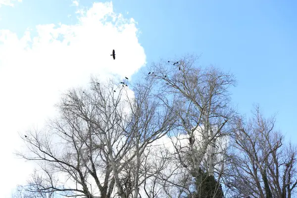 Alberi Invernali Uno Sfondo Cielo Blu Grigio Senza Foglie — Foto Stock