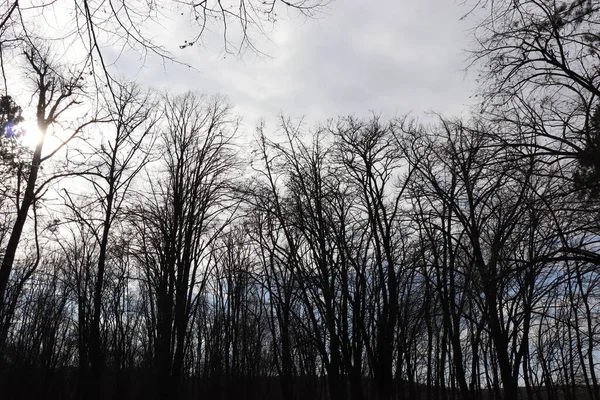 겨울에 하늘을 배경으로 나무들 — 스톡 사진