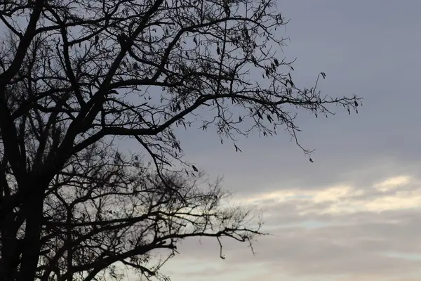 Arbres Nus Hiver Contre Ciel Gris Sombre — Photo