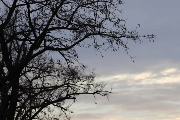 Árboles Desnudos Invierno Contra Cielo Gris Sombrío —  Fotos de Stock