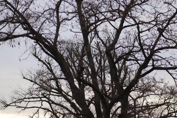 Kışın Çıplak Ağaçlar Gri Kasvetli Gökyüzüne Karşı — Stok fotoğraf