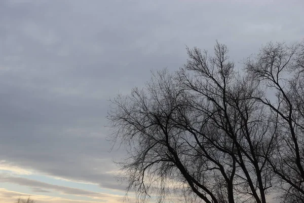 Kışın Çıplak Ağaçlar Gri Kasvetli Gökyüzüne Karşı — Stok fotoğraf