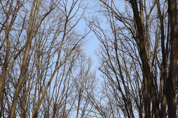 Árboles Desnudos Invierno Contra Cielo Gris Sombrío — Foto de Stock