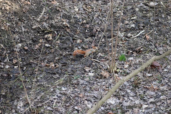 Spring Red Squirrel Tree — Stock Photo, Image